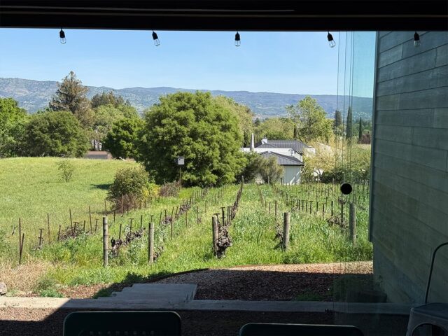 Vineyard rows overlooking green hills and mountains