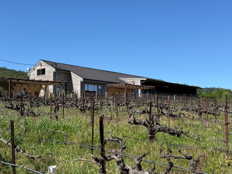 Vineyard with winery building under clear blue sky