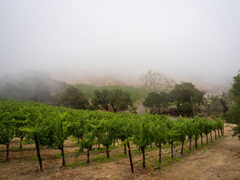 Foggy vineyard with rows of grapevines and trees