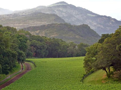 Green field with dirt road and mountain backdrop