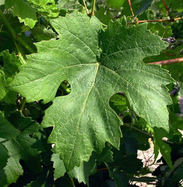 barbera grape leaf