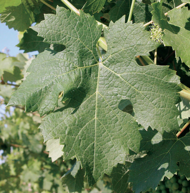 cabernet franc leaf