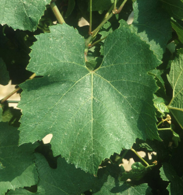 chardonnay leaf