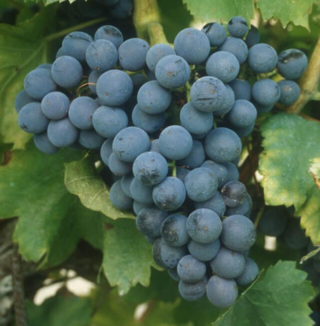 grenache fruit cluster