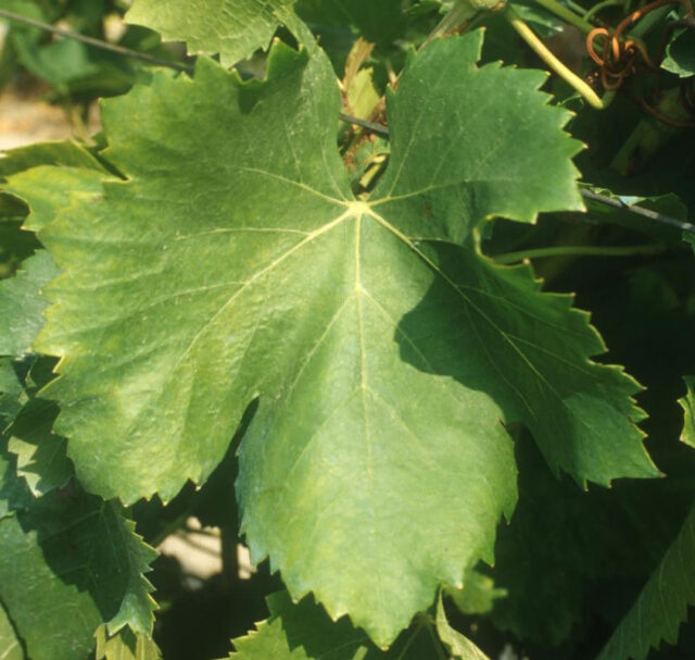grenache leaf
