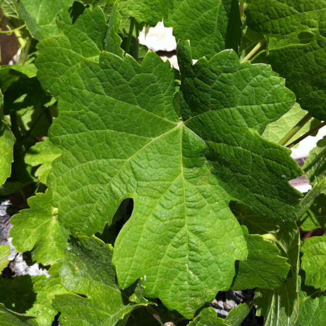 marsanne leaf