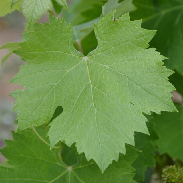 Mourvèdre leaf