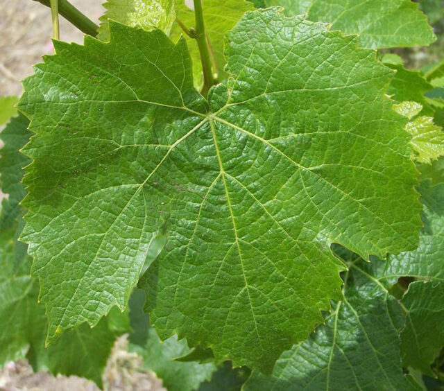 Petit Verdot leaf
