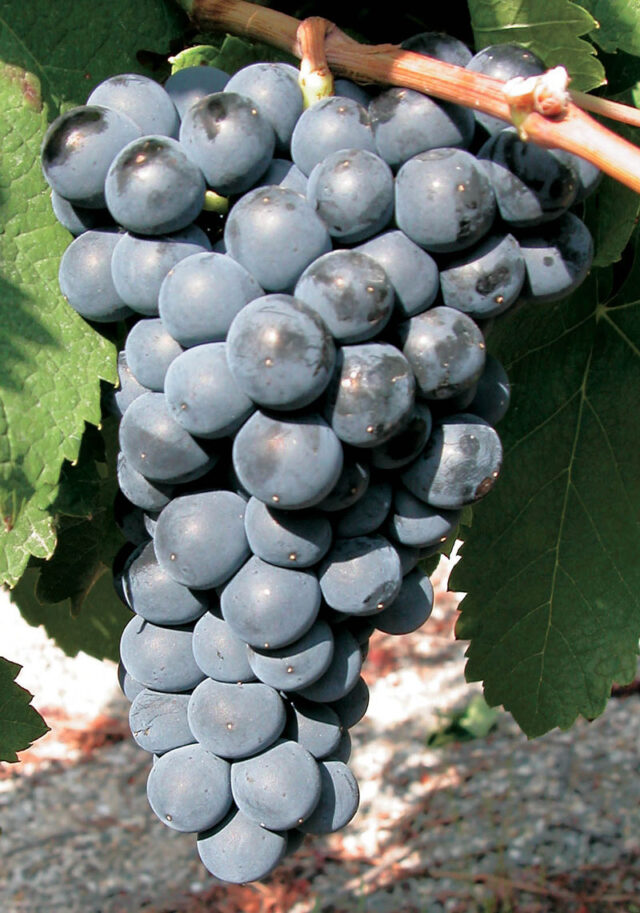 petite sirah fruit cluster
