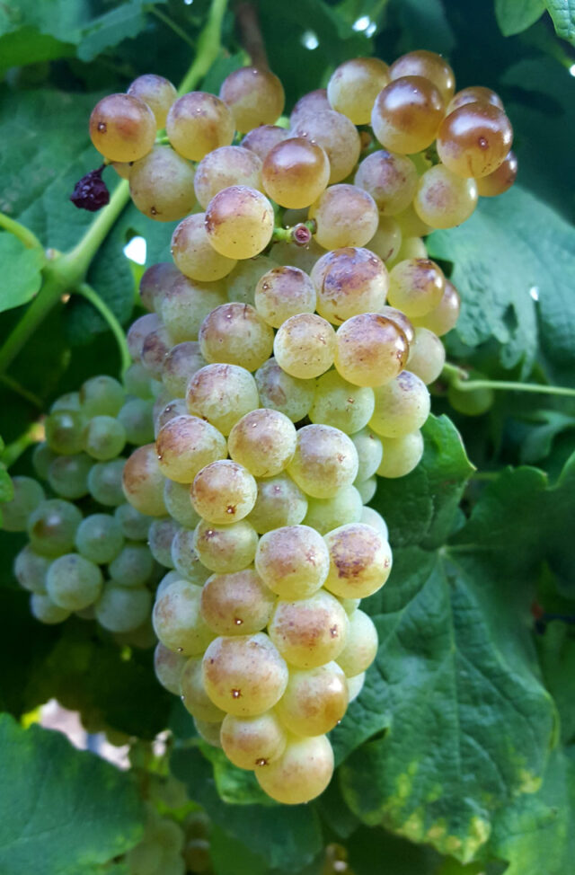 Roussanne fruit cluster