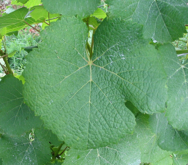 Sauvignon Blanc leaf