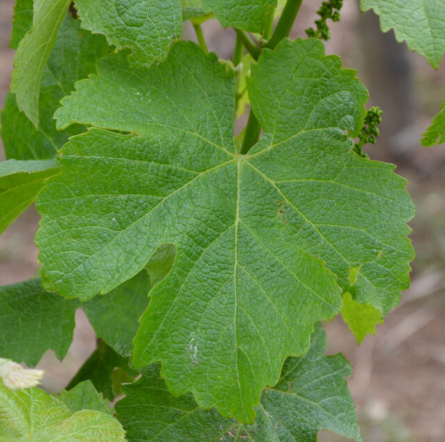 Sémillon leaf