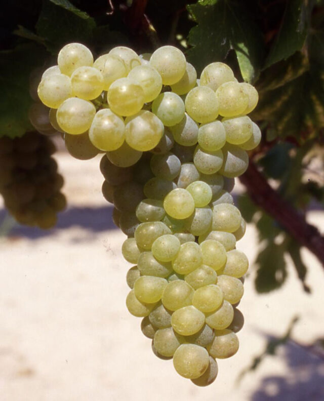 Viognier fruit cluster