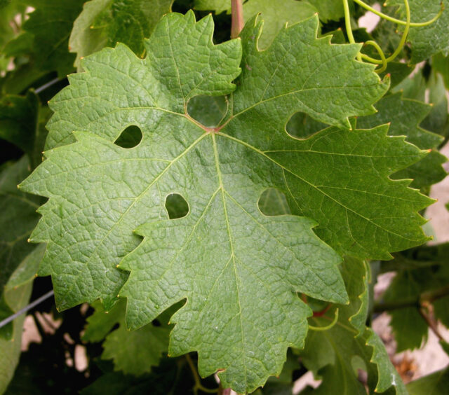 Zinfandel leaf