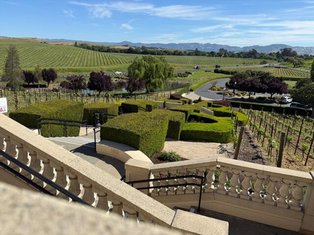 Vineyard landscape with manicured hedges and rolling hills