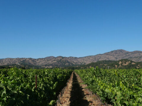Vineyard rows stretching toward hills under blue sky